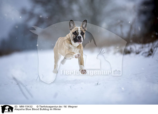 Alapaha Blue Blood Bulldog im Winter / MW-15432