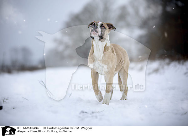 Alapaha Blue Blood Bulldog im Winter / MW-15434
