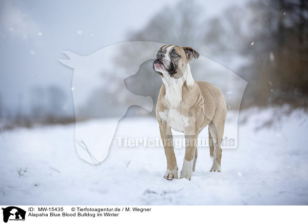 Alapaha Blue Blood Bulldog im Winter / MW-15435