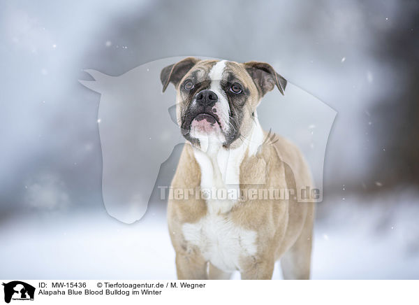 Alapaha Blue Blood Bulldog im Winter / MW-15436