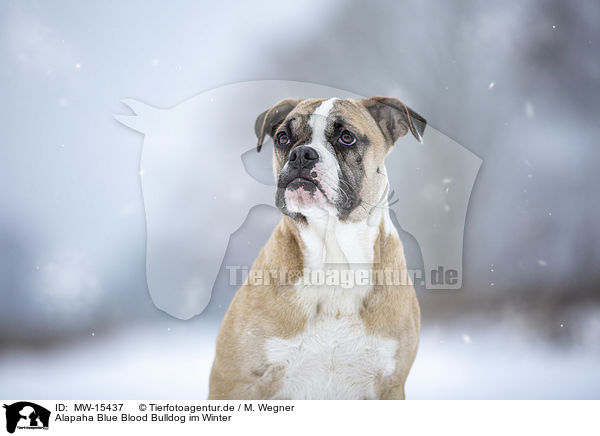 Alapaha Blue Blood Bulldog im Winter / MW-15437