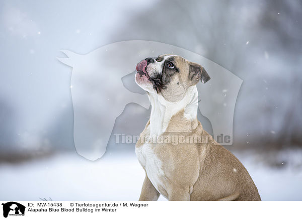 Alapaha Blue Blood Bulldog im Winter / MW-15438