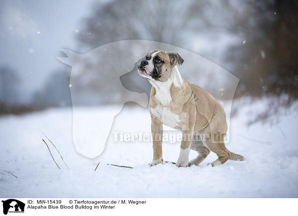 Alapaha Blue Blood Bulldog im Winter / MW-15439