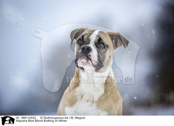 Alapaha Blue Blood Bulldog im Winter / MW-15442