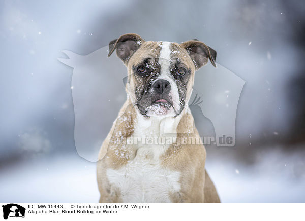 Alapaha Blue Blood Bulldog im Winter / MW-15443