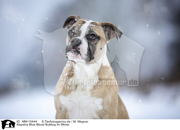 Alapaha Blue Blood Bulldog im Winter / MW-15444