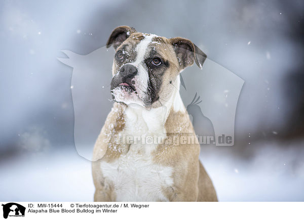 Alapaha Blue Blood Bulldog im Winter / Alapaha Blue Blood Bulldog in the winter / MW-15444