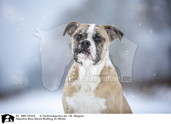 Alapaha Blue Blood Bulldog im Winter / MW-15445
