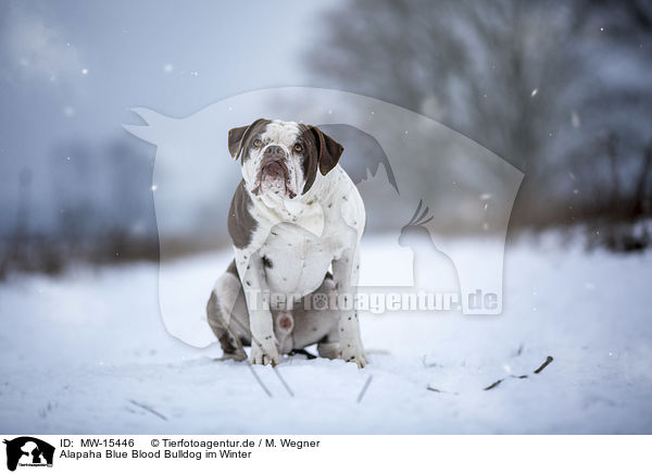 Alapaha Blue Blood Bulldog im Winter / MW-15446