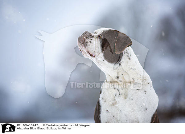 Alapaha Blue Blood Bulldog im Winter / MW-15447