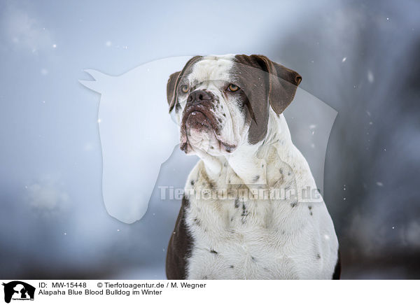 Alapaha Blue Blood Bulldog im Winter / MW-15448