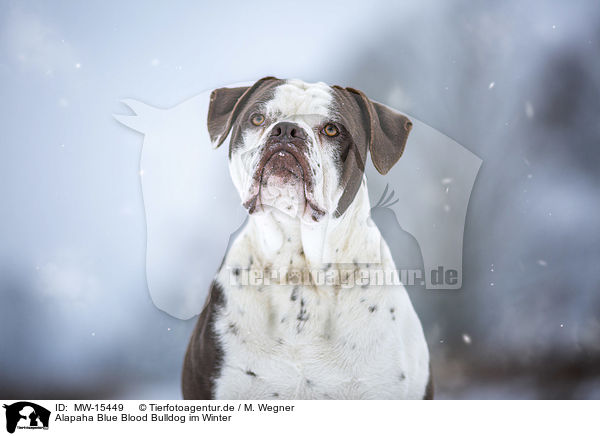 Alapaha Blue Blood Bulldog im Winter / MW-15449