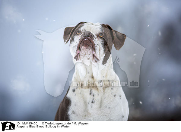 Alapaha Blue Blood Bulldog im Winter / MW-15450