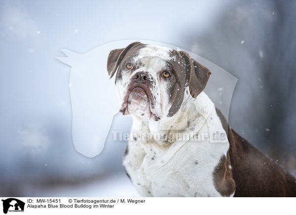 Alapaha Blue Blood Bulldog im Winter / MW-15451