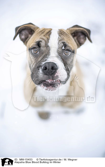 Alapaha Blue Blood Bulldog im Winter / MW-15453