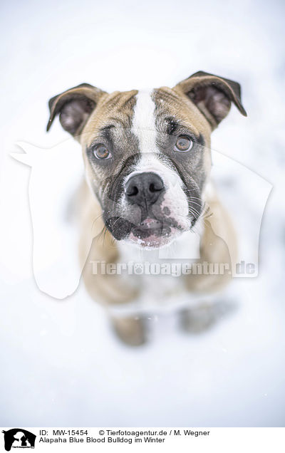 Alapaha Blue Blood Bulldog im Winter / Alapaha Blue Blood Bulldog in the winter / MW-15454