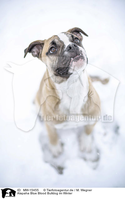 Alapaha Blue Blood Bulldog im Winter / MW-15455