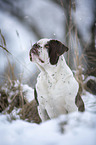 Alapaha Blue Blood Bulldog im Winter