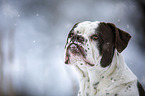 Alapaha Blue Blood Bulldog im Winter