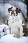 Alapaha Blue Blood Bulldog im Winter