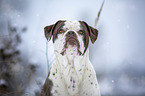 Alapaha Blue Blood Bulldog im Winter