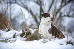 Alapaha Blue Blood Bulldog im Winter