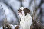 Alapaha Blue Blood Bulldog im Winter