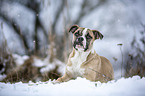 Alapaha Blue Blood Bulldog im Winter