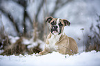 Alapaha Blue Blood Bulldog im Winter