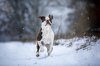 Alapaha Blue Blood Bulldog im Winter