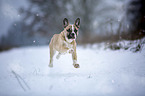 Alapaha Blue Blood Bulldog im Winter