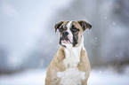 Alapaha Blue Blood Bulldog im Winter