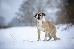 Alapaha Blue Blood Bulldog im Winter