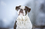 Alapaha Blue Blood Bulldog im Winter