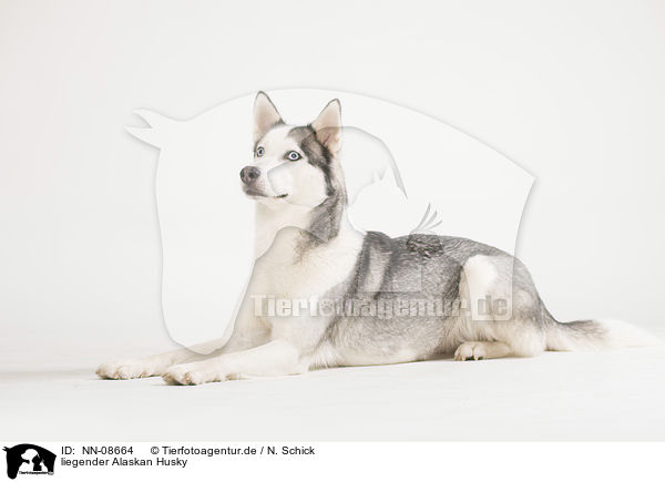 liegender Alaskan Husky / NN-08664