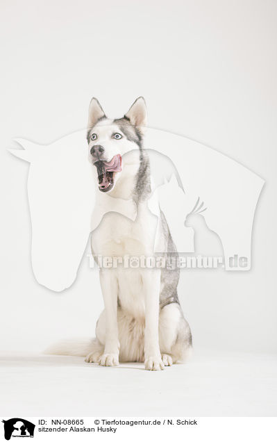 sitzender Alaskan Husky / NN-08665
