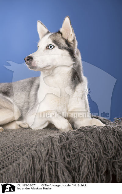 liegender Alaskan Husky / NN-08671