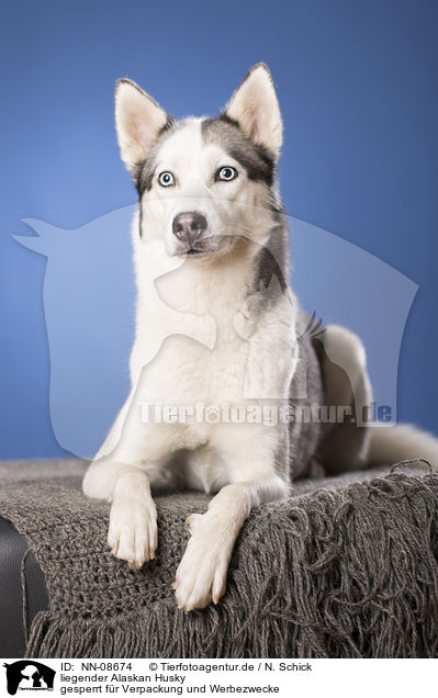 liegender Alaskan Husky / NN-08674