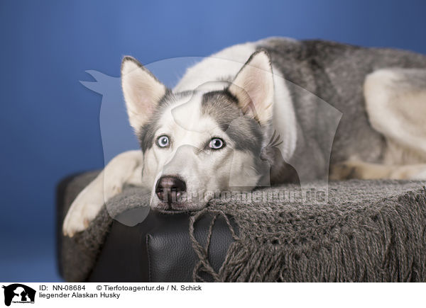 liegender Alaskan Husky / NN-08684