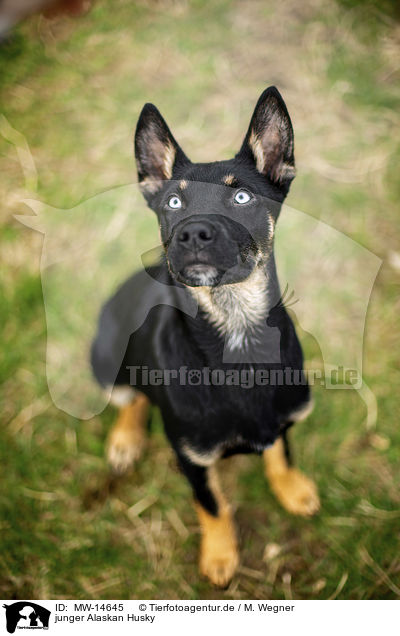 junger Alaskan Husky / MW-14645