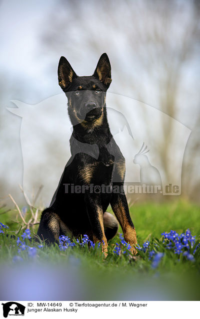 junger Alaskan Husky / MW-14649