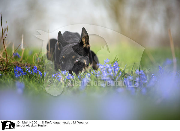 junger Alaskan Husky / MW-14650