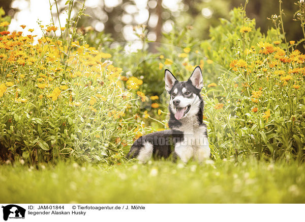 liegender Alaskan Husky / JAM-01844