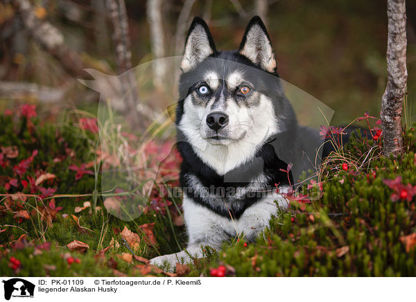 liegender Alaskan Husky / PK-01109