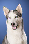 Alaskan Husky Portrait