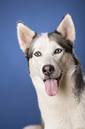 Alaskan Husky Portrait