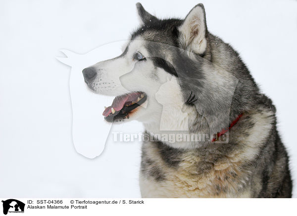 Alaskan Malamute Portrait / SST-04366