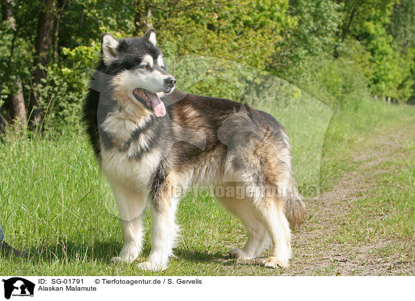 Alaskan Malamute / SG-01791