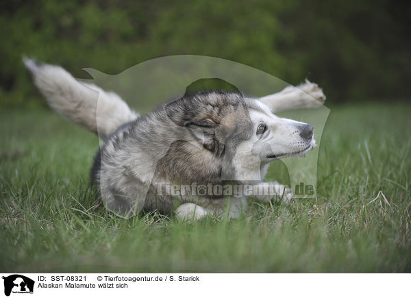 Alaskan Malamute wlzt sich / rolling Alaskan Malamute / SST-08321