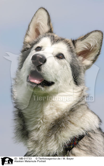 Alaskan Malamute Portrait / Alaskan Malamute Portrait / MB-01733